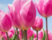 Выставку тюльпанов на Певческом поле в Киеве можно увидеть онлайн